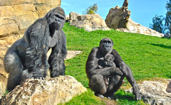 Bioparc Valencia