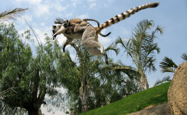 Bioparc Valencia
