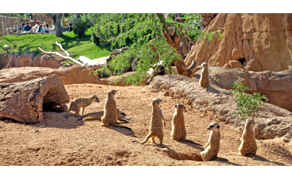 Bioparc Valencia