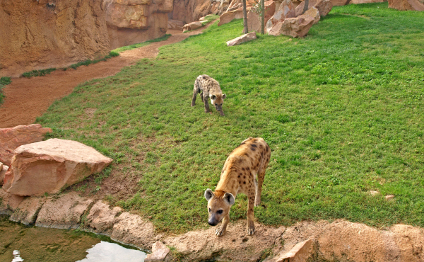 Bioparc Valencia