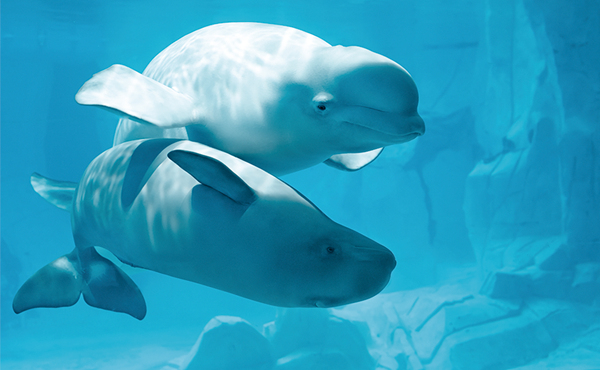Oceanogràfic (Valencia)
