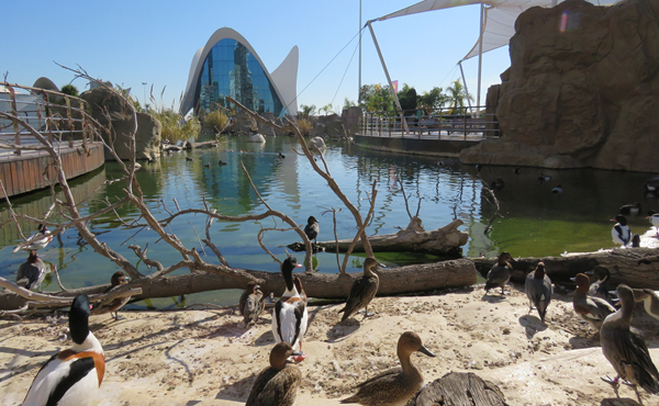 Oceanogràfic (Valencia)