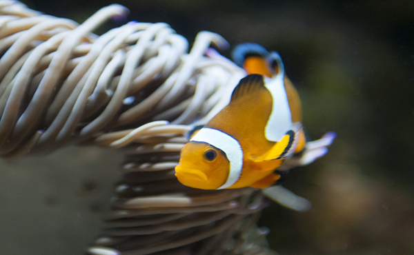 Oceanogràfic (Valencia)