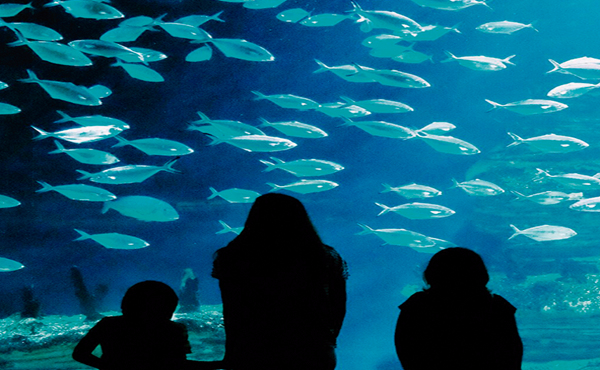 Oceanogràfic (Valencia)