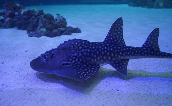 Oceanogràfic (Valencia)
