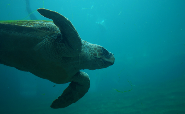 Oceanogràfic (Valencia)