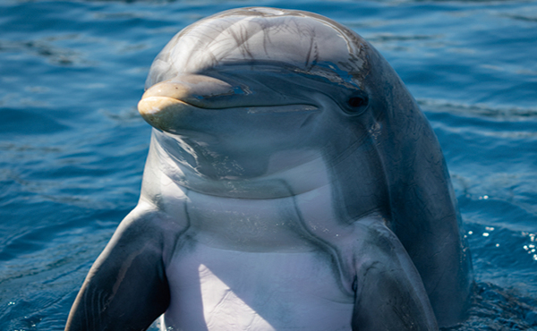 Oceanogràfic (Valencia)