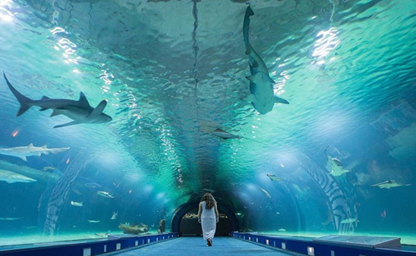 Oceanogràfic (Valencia)