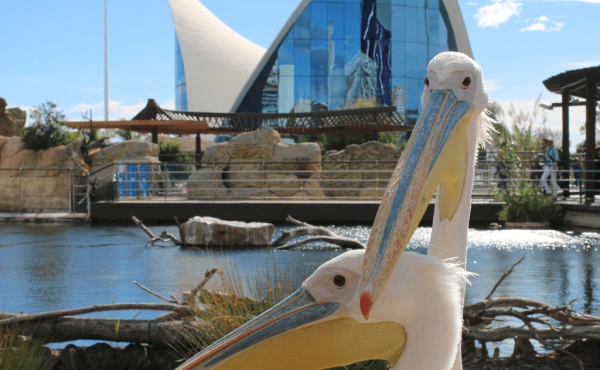 Oceanogràfic (Valencia)