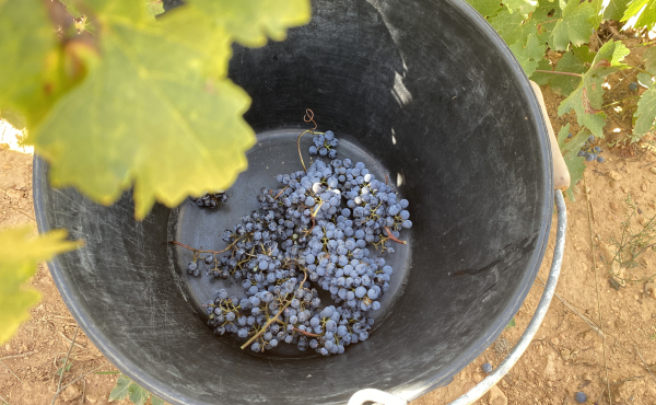 Ruta del Vino Utiel-Requena Bilingüe desde Valencia