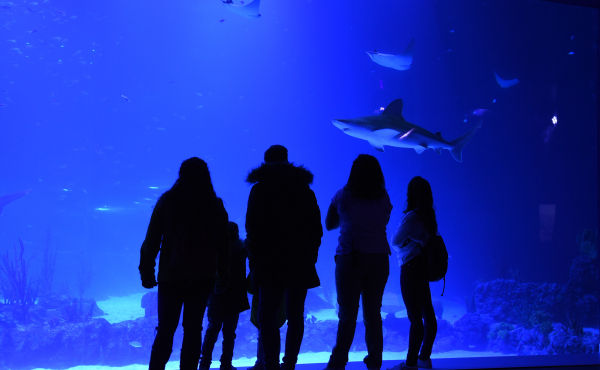 Atlantis Aquarium Madrid